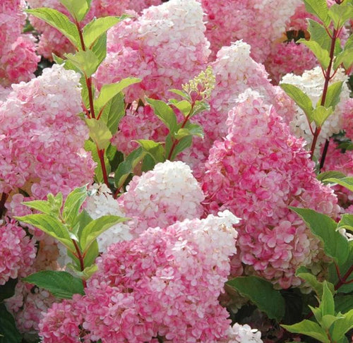 South Mountain Nursery Vanilla Strawberry Hydrangea Seeds - Beautiful Attractive Showy and