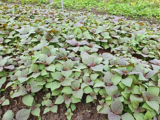 South Mountain Nursery Vietnamese Perilla - 2000 Seeds - La Tia to - Shiso Seeds Perilla