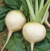 White Albino Beet - 250 Seeds - Non-Gmo Heirloom South Mountain Nursery