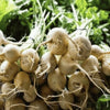 White Albino Beet - 250 Seeds - Non-Gmo Heirloom South Mountain Nursery