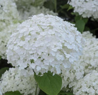 South Mountain Nursery White Hydrangea Seeds - Beautiful Attractive Showy and Hardy