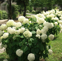 South Mountain Nursery White Hydrangea Seeds - Beautiful Attractive Showy and Hardy