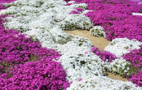 South Mountain Nursery White Magic Creeping Thyme Seeds - Thymus Serpyllum - Heirloom Ground