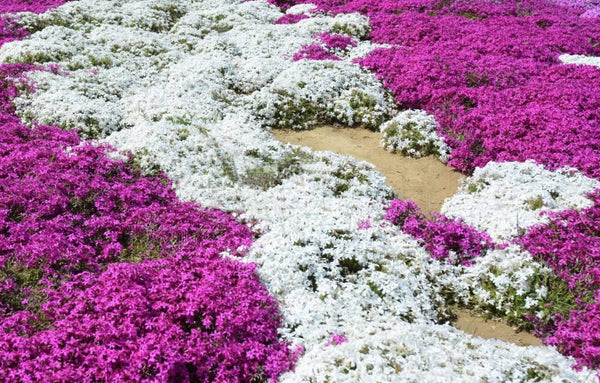 South Mountain Nursery White Magic Creeping Thyme Seeds - Thymus Serpyllum - Heirloom Ground