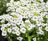 South Mountain Nursery White Magic Creeping Thyme Seeds - Thymus Serpyllum - Heirloom Ground