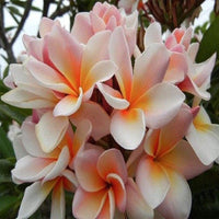 White Orange Plumeria Plant - 5 Seeds - Lei Hawaiian Garden Fragrant, Easy to Grow & Low-Maintenance South Mountain Nursery