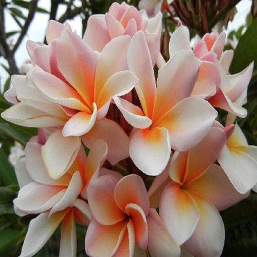 White Orange Plumeria Plant - 5 Seeds - Lei Hawaiian Garden Fragrant, Easy to Grow & Low-Maintenance South Mountain Nursery