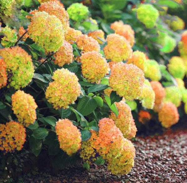 South Mountain Nursery Yellow Hydrangea Seeds - Beautiful Attractive Showy and Hardy