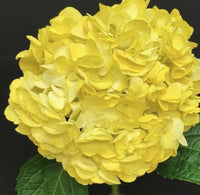 South Mountain Nursery Yellow Hydrangea Seeds - Beautiful Attractive Showy and Hardy