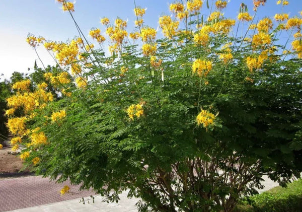 South Mountain Nursery Yellow Pride of Barbados - Mexican Desert Yellow Flowering Bird of