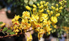 South Mountain Nursery Yellow Pride of Barbados - Mexican Desert Yellow Flowering Bird of