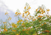 South Mountain Nursery Yellow Pride of Barbados - Mexican Desert Yellow Flowering Bird of