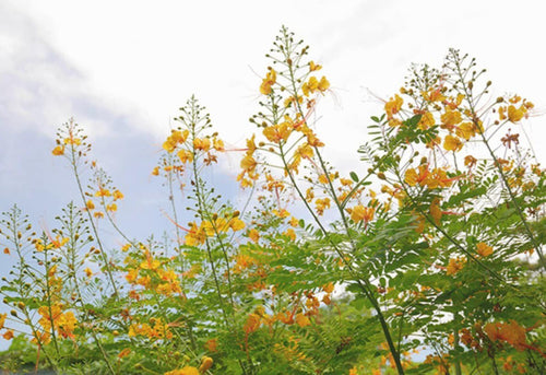 South Mountain Nursery Yellow Pride of Barbados - Mexican Desert Yellow Flowering Bird of