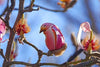 Yulan Magnolia Tree Seeds - 5 Seeds - Spring Buds Look like Pink Birds South Mountain Nursery