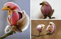 Yulan Magnolia Tree Seeds - 5 Seeds - Spring Buds Look like Pink Birds South Mountain Nursery